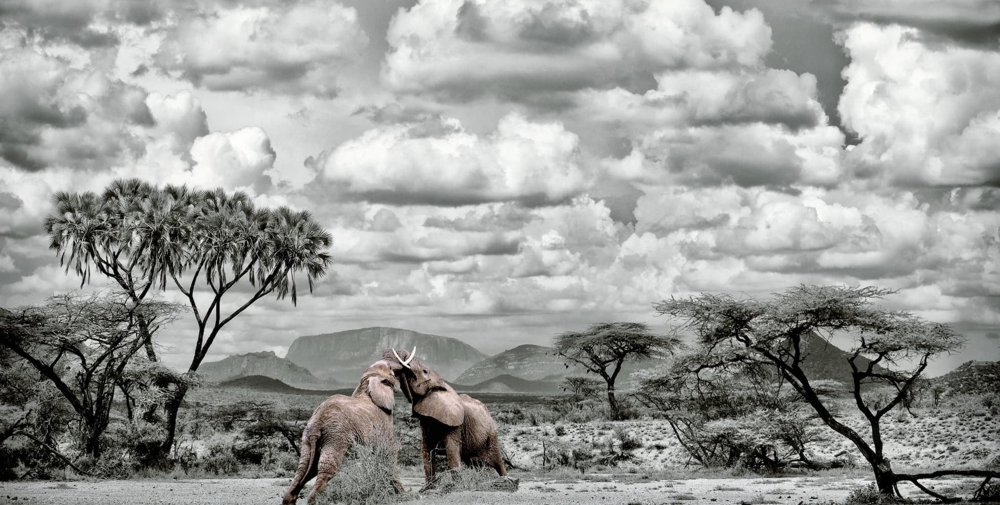 Elephant Embrace