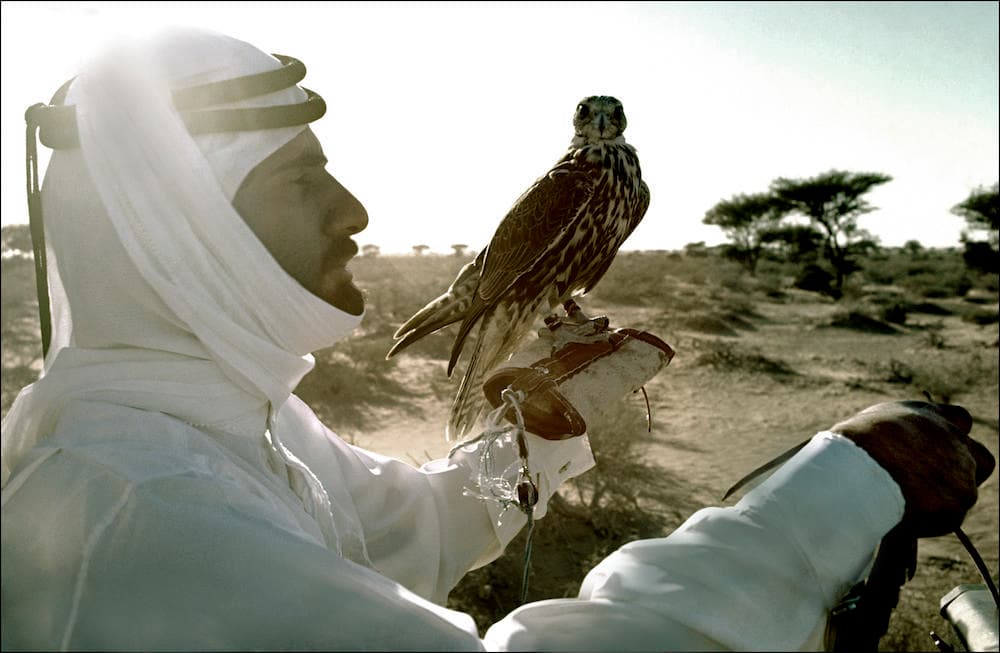 Falcon Hunt