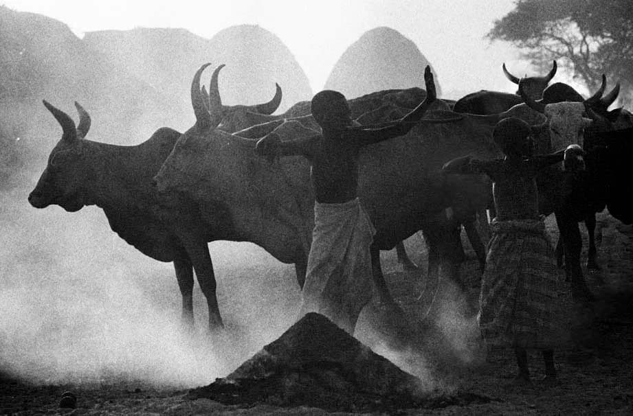 Orma Cows in Smoke