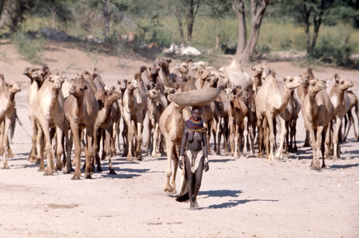 Turkana Woman Taking her Camels to Water