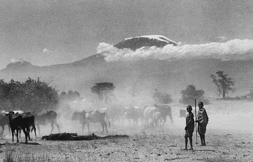 Children Herding Cattle Nr Mount Kilimanjaro
