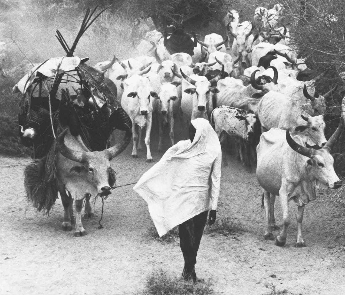 Orma Cattle Caravan On The Move