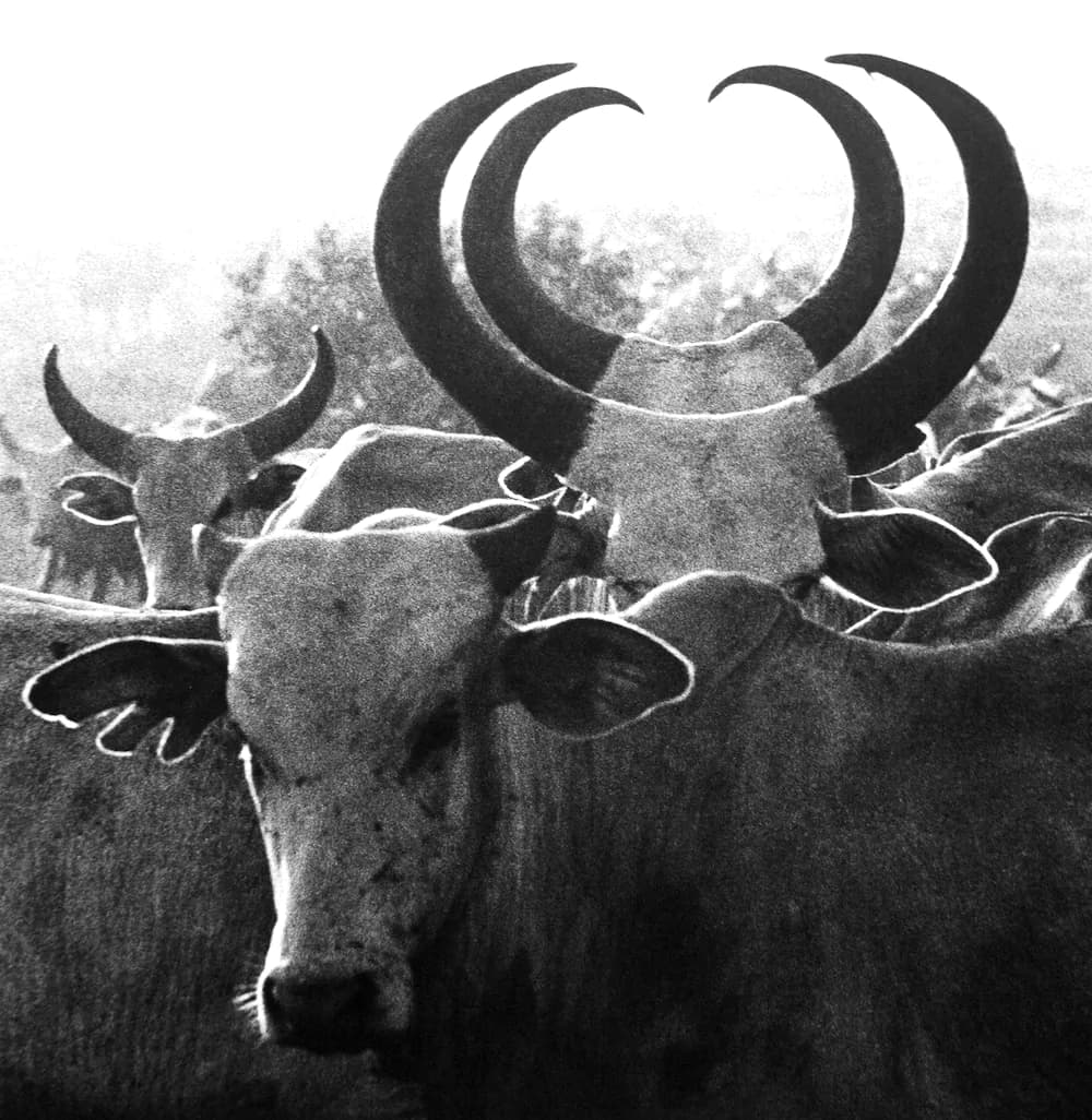 Orma Cattle Double Horns